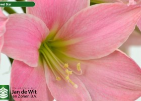 hippeastrum Sweet Star (2)